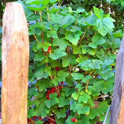 Beeren zum Naschen
